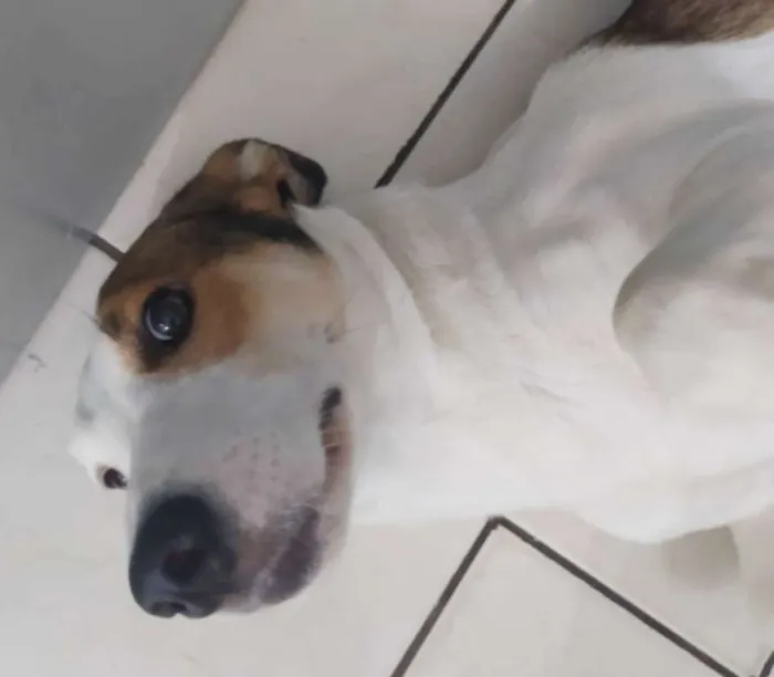 Cachorro raça Sem raça idade 1 ano nome Paçoca
