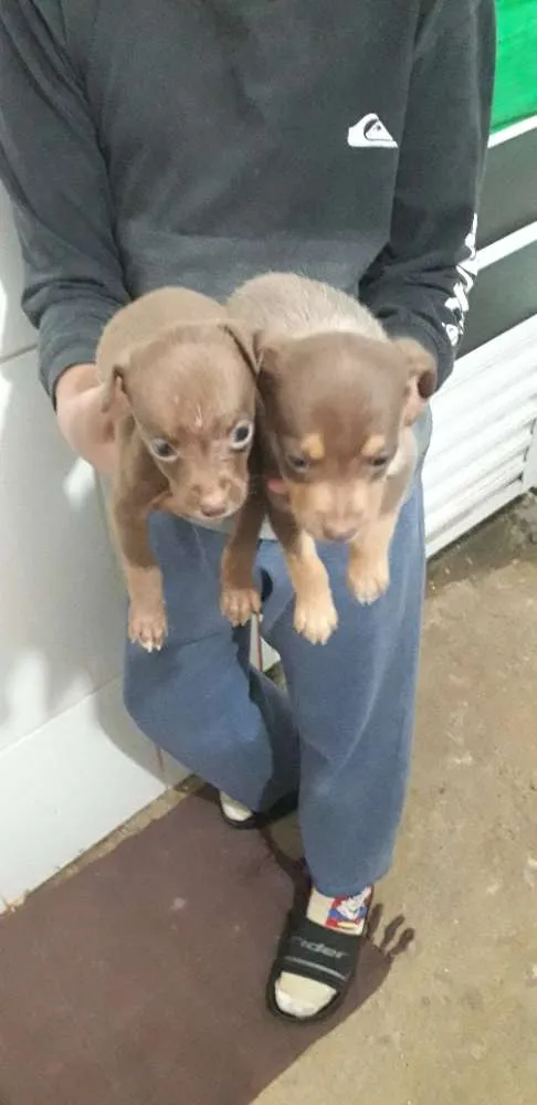 Cachorro ra a vira lata idade Abaixo de 2 meses nome nenhum