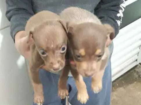 Cachorro ra a vira lata idade Abaixo de 2 meses nome nenhum