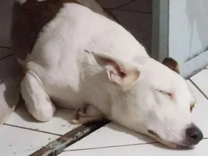 Cachorro raça Sem raça idade 1 ano nome Paçoca