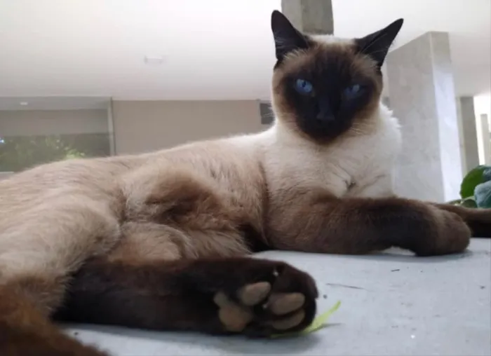 Gato ra a Siames  idade 2 a 6 meses nome Tito 