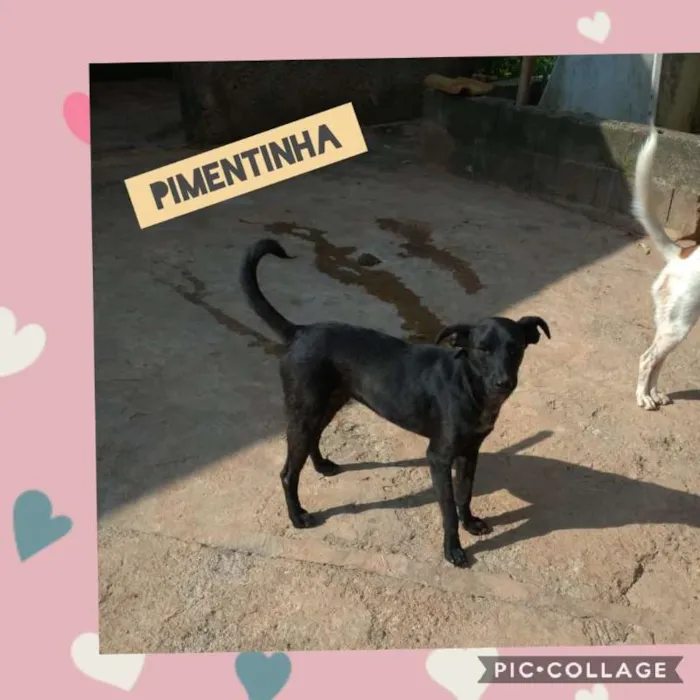 Cachorro raça SRD idade 1 ano nome PIMENTINHA