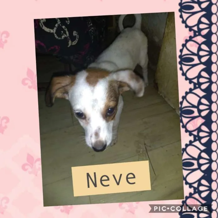 Cachorro ra a SRD idade 2 a 6 meses nome NEVE