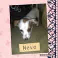 NEVE