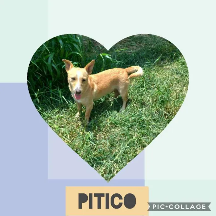 Cachorro ra a SRD idade 2 anos nome PITICO