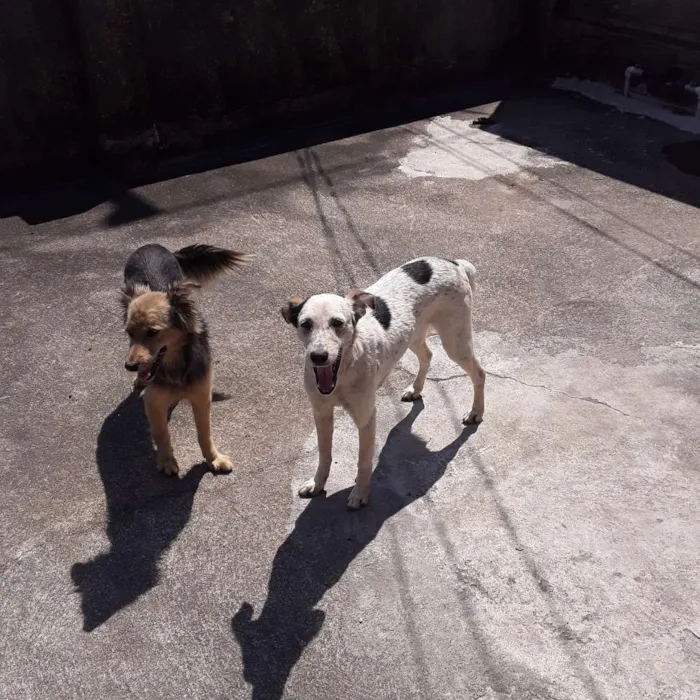 Cachorro ra a Vira lata e fox idade 1 ano nome Susy e lara