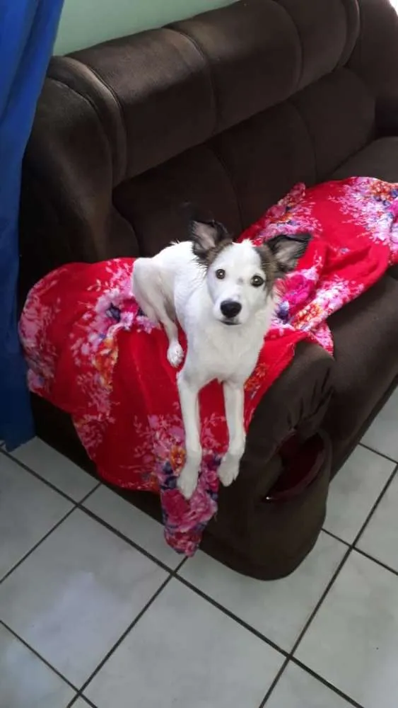 Cachorro raça Vira lafa idade 1 ano nome Maggie