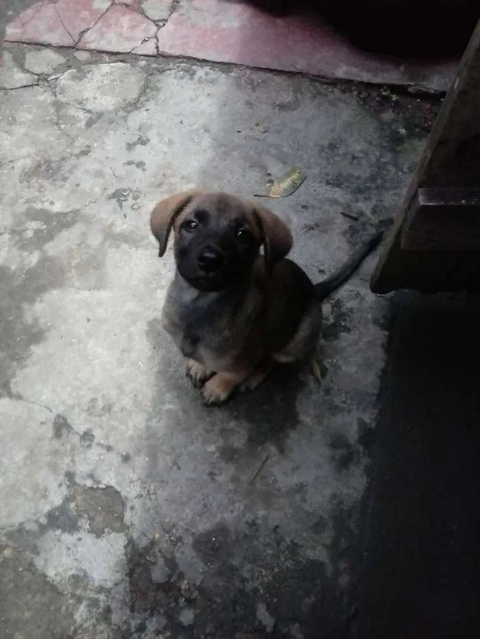 Cachorro ra a SDR idade 2 a 6 meses nome Sem nome