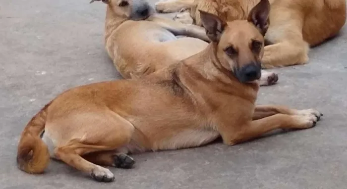 Cachorro ra a SRD idade 5 anos nome Bob Doçura