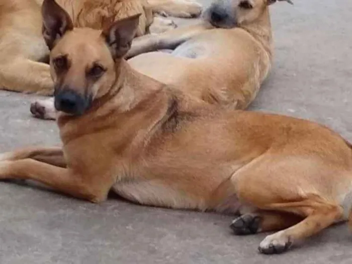 Cachorro ra a SRD idade 5 anos nome Bob Doçura