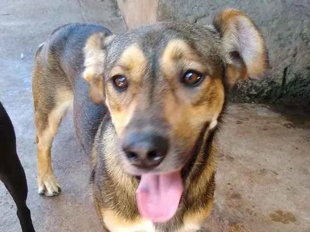Cachorro raça SRD idade 2 anos nome Eros