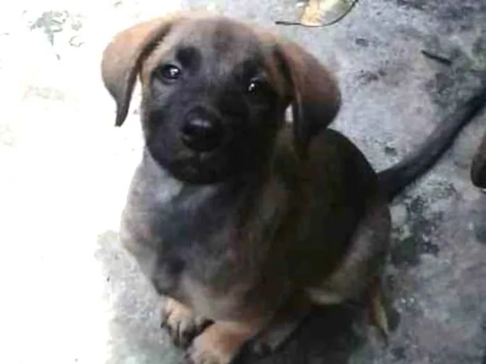 Cachorro ra a SDR idade 2 a 6 meses nome Sem nome