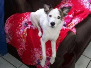 Cachorro raça Vira lafa idade 1 ano nome Maggie