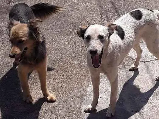 Cachorro ra a Vira lata e fox idade 1 ano nome Susy e lara