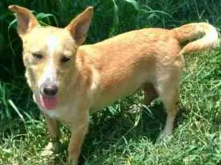 Cachorro ra a SRD idade 2 anos nome PITICO