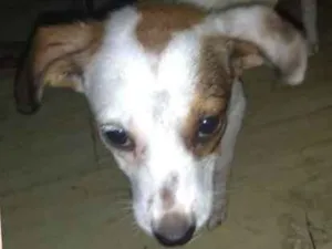 Cachorro raça SRD idade 2 a 6 meses nome NEVE