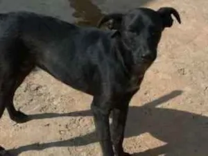 Cachorro raça SRD idade 1 ano nome PIMENTINHA