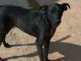 Cachorro raça SRD idade 1 ano nome PIMENTINHA