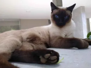 Gato raça Siames  idade 2 a 6 meses nome Tito 