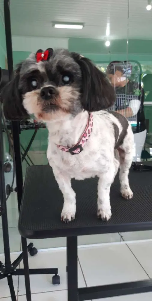 Cachorro ra a  idade 5 anos nome Pewique