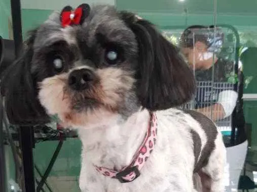 Cachorro ra a  idade 5 anos nome Pewique