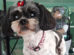 Cachorro raça  idade 5 anos nome Pewique