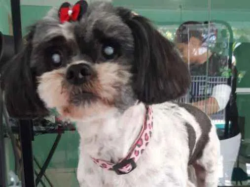 Cachorro ra a  idade 5 anos nome Pewique