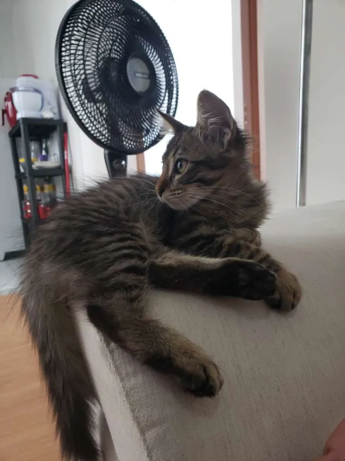 Gato raça  idade 2 a 6 meses nome Khali
