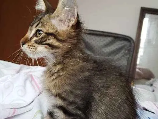 Gato raça  idade 2 a 6 meses nome Khali