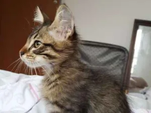 Gato raça  idade 2 a 6 meses nome Khali