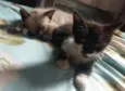 Tomas