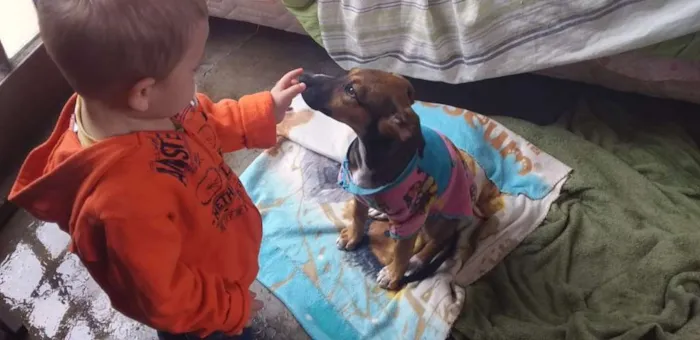 Cachorro ra a Srd idade 2 a 6 meses nome Milly