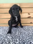 Jonas
