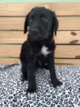 Jonas