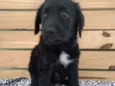 Jonas