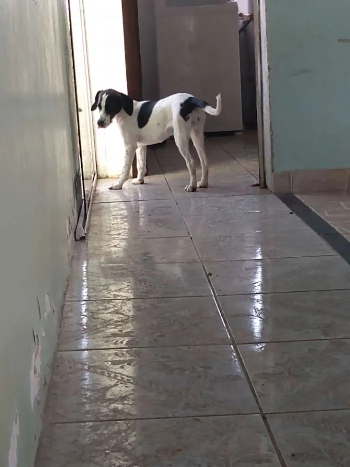 Cachorro ra a Vira lata idade 7 a 11 meses nome Sol