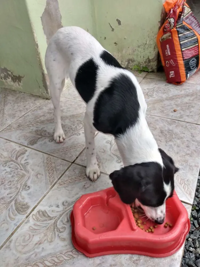 Cachorro ra a Vira lata idade 7 a 11 meses nome Sol