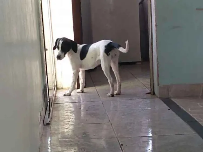 Cachorro ra a Vira lata idade 7 a 11 meses nome Sol