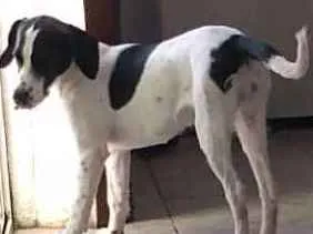 Cachorro ra a Vira lata idade 7 a 11 meses nome Sol