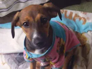 Cachorro raça Srd idade 2 a 6 meses nome Milly
