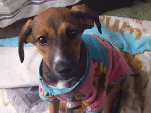 Cachorro ra a Srd idade 2 a 6 meses nome Milly