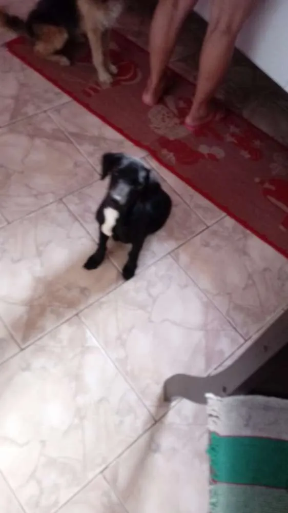 Cachorro ra a vira-lata idade 7 a 11 meses nome Pelé