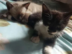 Gato raça SRD idade 2 a 6 meses nome Tomas