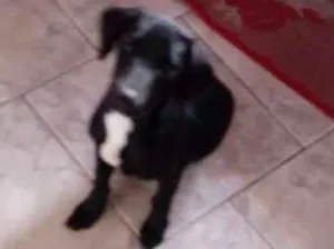Cachorro raça vira-lata idade 7 a 11 meses nome Pelé