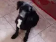 Pelé