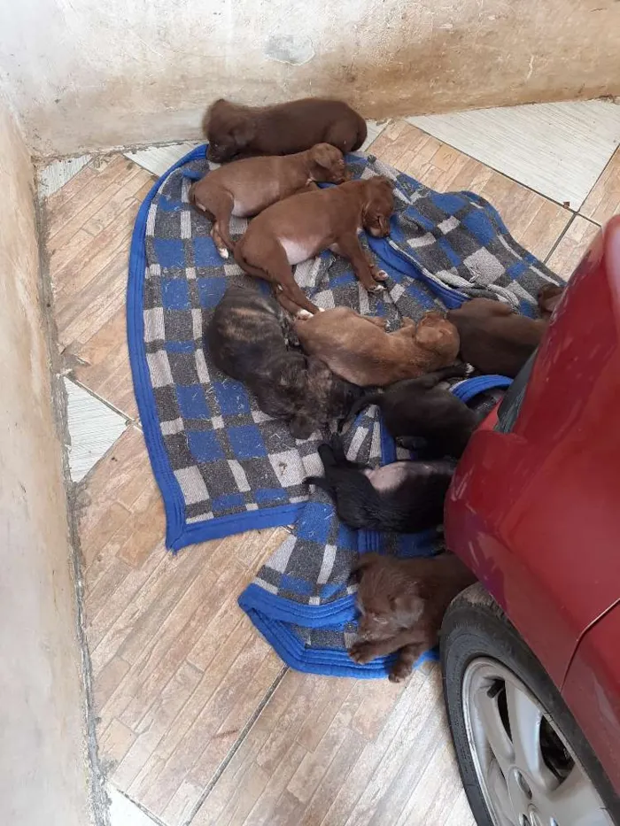 Cachorro ra a Labradores  idade Abaixo de 2 meses nome Ñ tem nomes