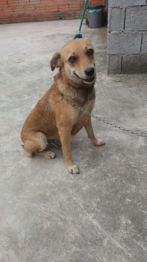 Cachorro ra a Não definida idade 1 ano nome Flor