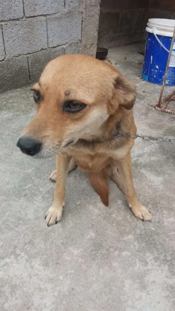 Cachorro ra a Não definida idade 1 ano nome Flor