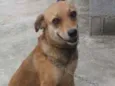 Flor