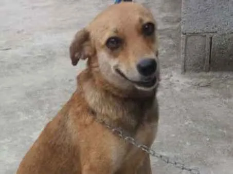 Cachorro ra a Não definida idade 1 ano nome Flor